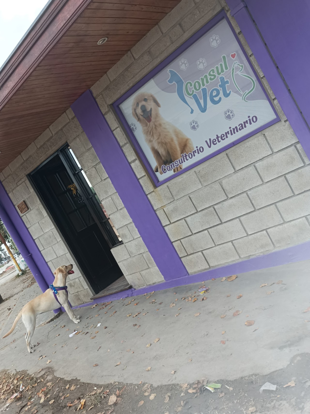 Atención cariñosa y examen a pacientes caninos